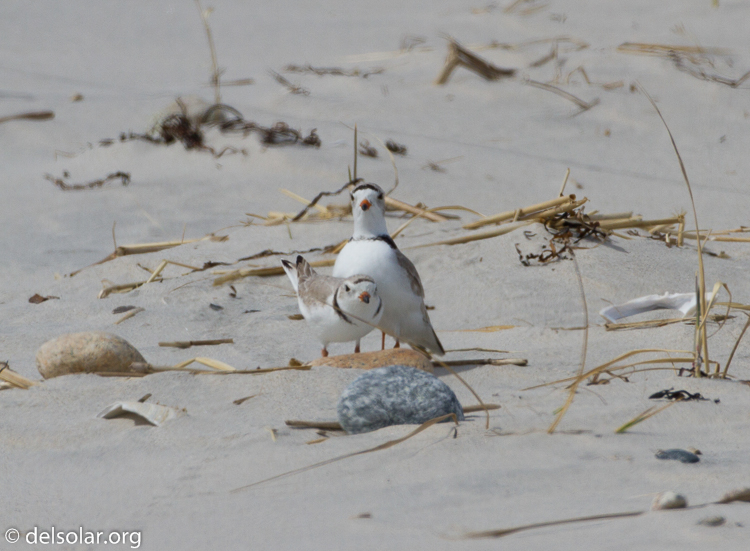 Canon EOS 7D  --  500 mm  --  EF500mm f/4L IS USM  