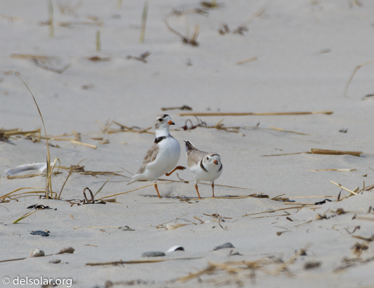 Canon EOS 7D  --  500 mm  --  EF500mm f/4L IS USM  