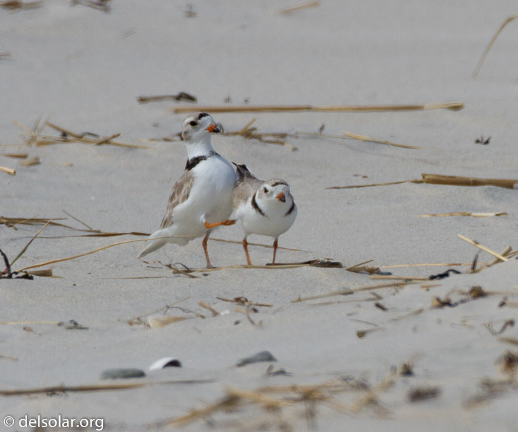 Canon EOS 7D  --  500 mm  --  EF500mm f/4L IS USM  