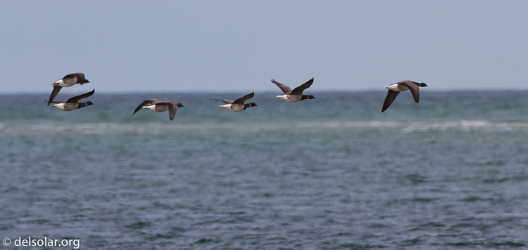 Canon EOS 7D  --  500 mm  --  EF500mm f/4L IS USM  