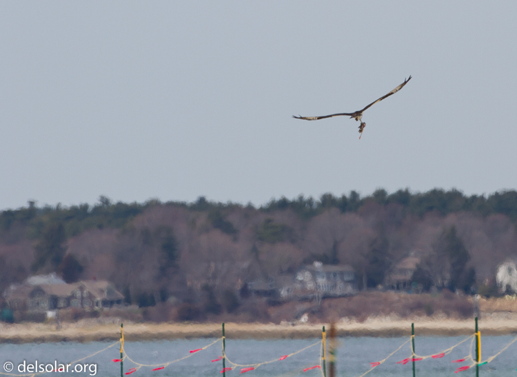 Canon EOS 7D  --  500 mm  --  EF500mm f/4L IS USM  