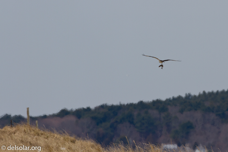 Canon EOS 7D  --  500 mm  --  EF500mm f/4L IS USM  