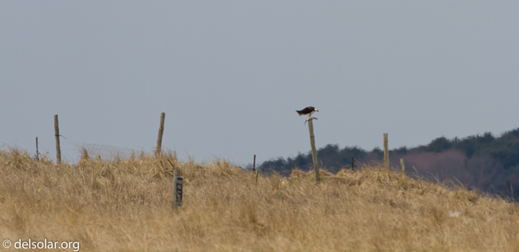 Canon EOS 7D  --  500 mm  --  EF500mm f/4L IS USM  