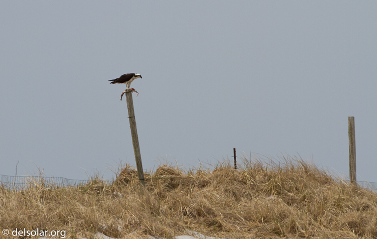 Canon EOS 7D  --  500 mm  --  EF500mm f/4L IS USM  