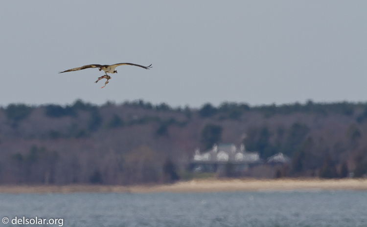 Canon EOS 7D  --  500 mm  --  EF500mm f/4L IS USM  