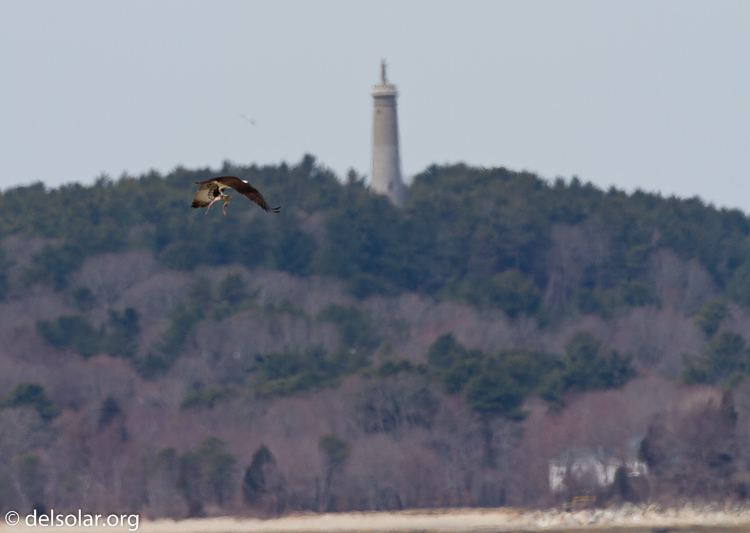 Canon EOS 7D  --  500 mm  --  EF500mm f/4L IS USM  