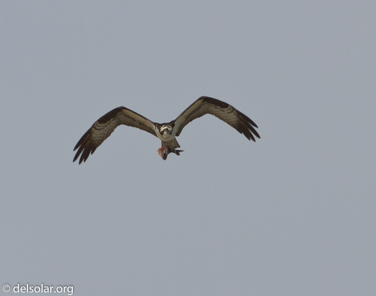 Canon EOS 7D  --  500 mm  --  EF500mm f/4L IS USM  