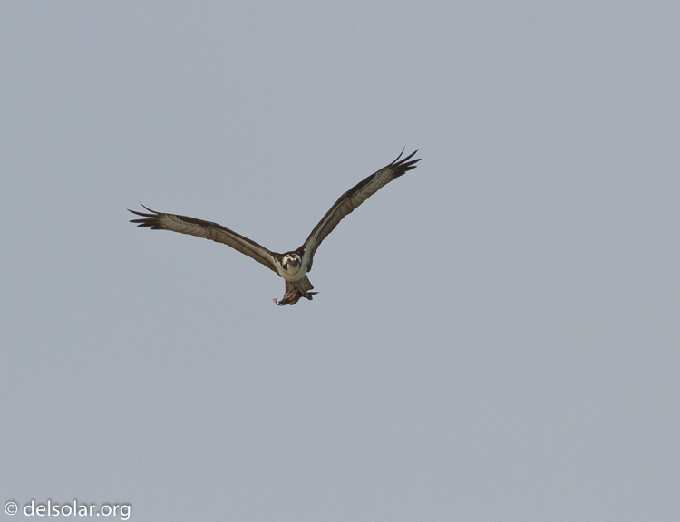 Canon EOS 7D  --  500 mm  --  EF500mm f/4L IS USM  