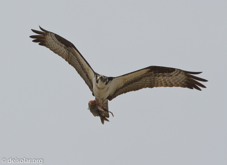 Canon EOS 7D  --  500 mm  --  EF500mm f/4L IS USM  