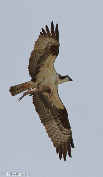 Canon EOS 7D  --  500 mm  --  EF500mm f/4L IS USM  