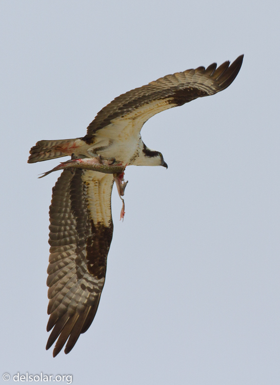 Canon EOS 7D  --  500 mm  --  EF500mm f/4L IS USM  