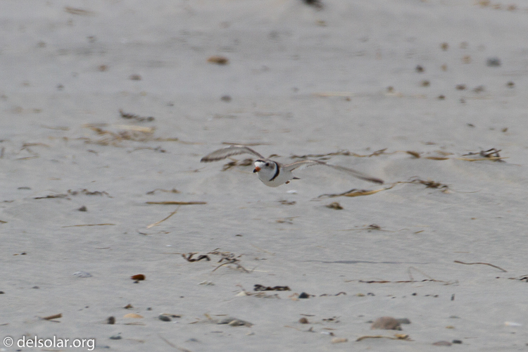 Canon EOS 7D  --  500 mm  --  EF500mm f/4L IS USM  