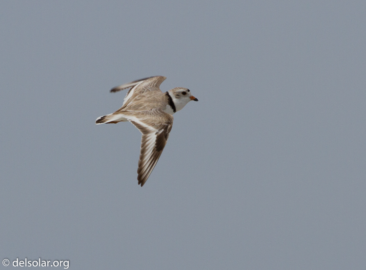 Canon EOS 7D  --  500 mm  --  EF500mm f/4L IS USM  