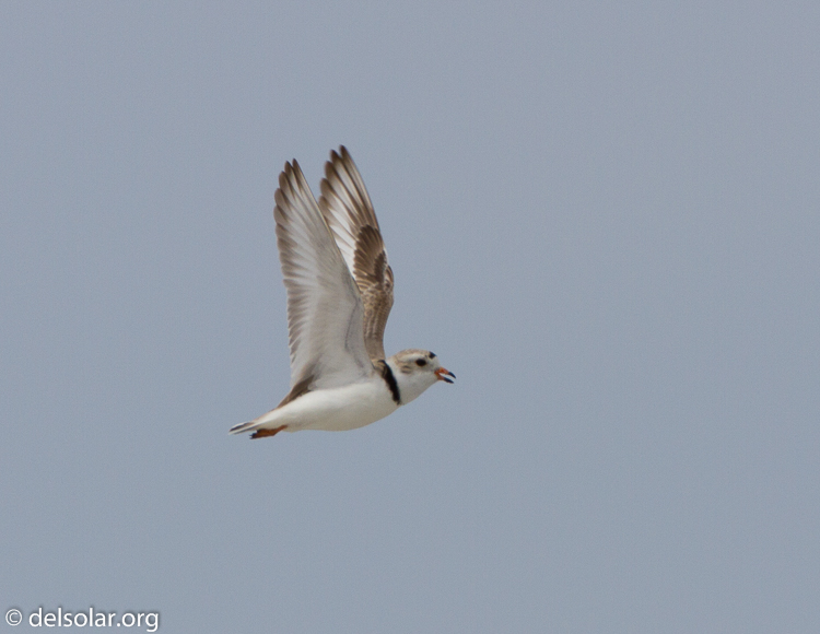 Canon EOS 7D  --  500 mm  --  EF500mm f/4L IS USM  