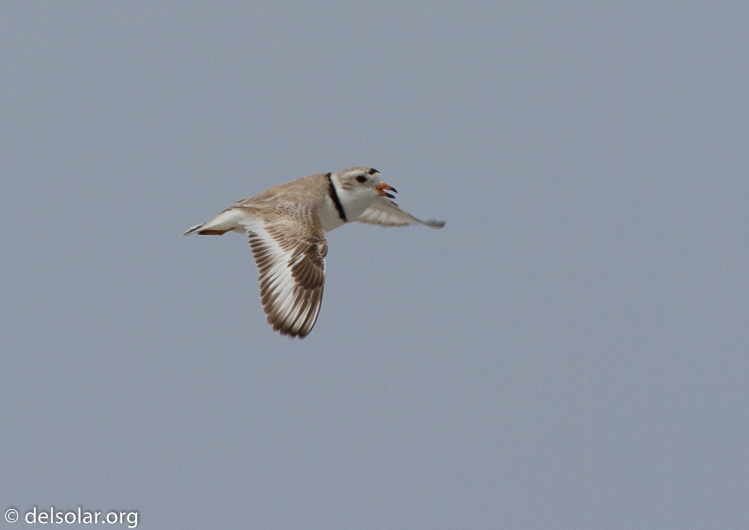 Canon EOS 7D  --  500 mm  --  EF500mm f/4L IS USM  