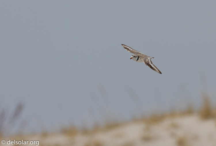 Canon EOS 7D  --  500 mm  --  EF500mm f/4L IS USM  