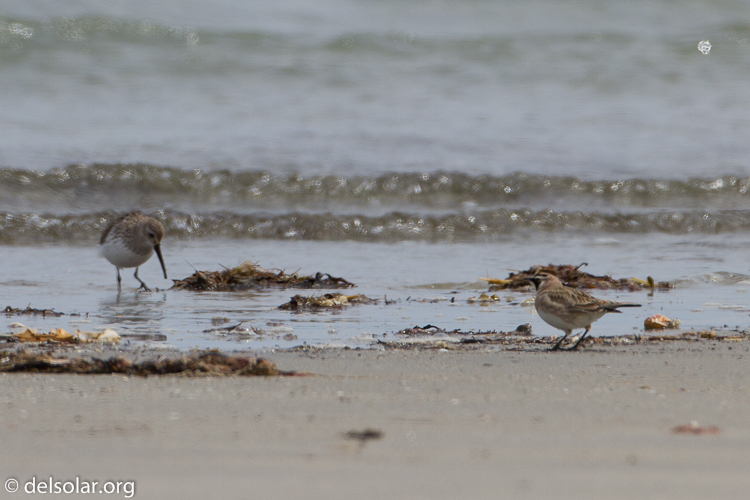 Canon EOS 7D  --  500 mm  --  EF500mm f/4L IS USM  