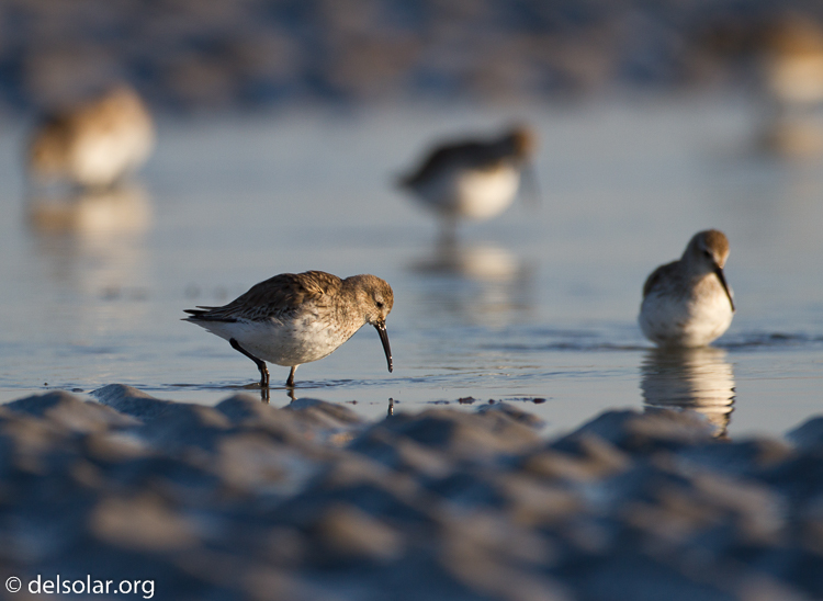 Canon EOS 7D  --  500 mm  --  EF500mm f/4L IS USM  