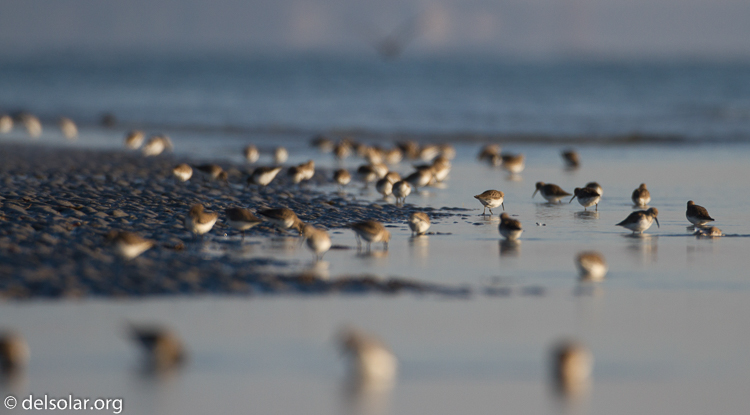 Canon EOS 7D  --  500 mm  --  EF500mm f/4L IS USM  