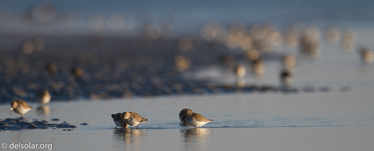 Canon EOS 7D  --  500 mm  --  EF500mm f/4L IS USM  