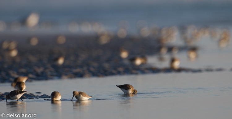 Canon EOS 7D  --  500 mm  --  EF500mm f/4L IS USM  