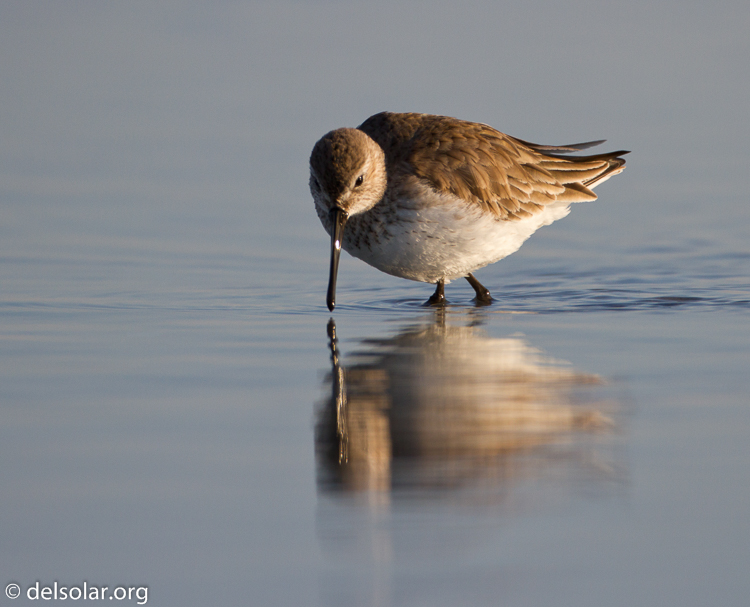 Canon EOS 7D  --  500 mm  --  EF500mm f/4L IS USM  