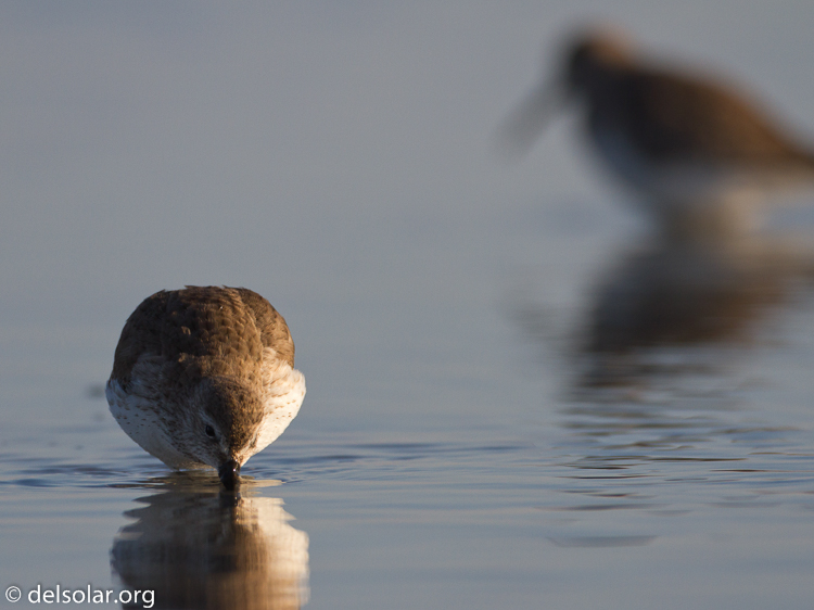 Canon EOS 7D  --  500 mm  --  EF500mm f/4L IS USM  