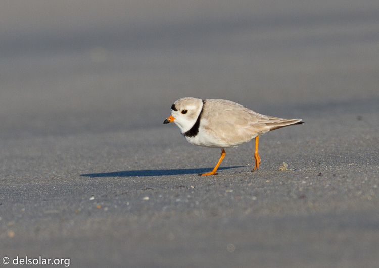 Canon EOS 7D  --  500 mm  --  EF500mm f/4L IS USM  