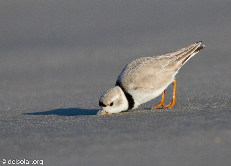 Canon EOS 7D  --  500 mm  --  EF500mm f/4L IS USM  