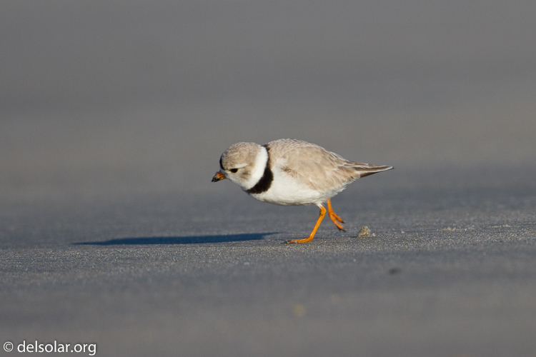 Canon EOS 7D  --  500 mm  --  EF500mm f/4L IS USM  