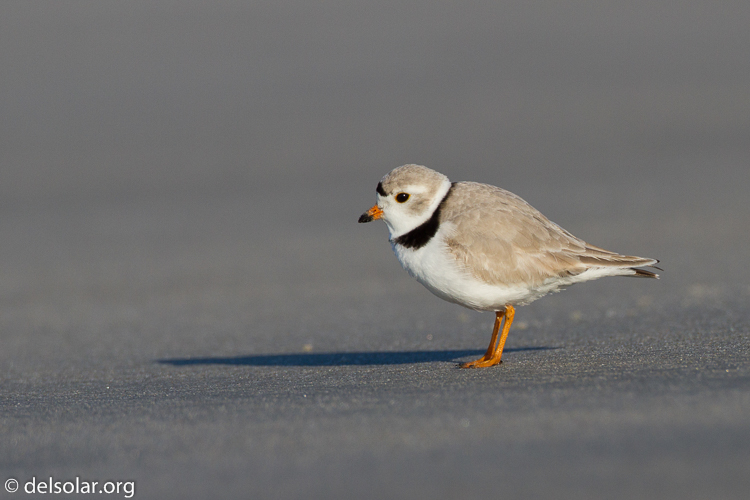 Canon EOS 7D  --  500 mm  --  EF500mm f/4L IS USM  