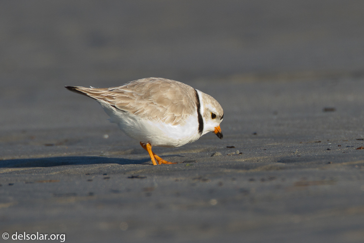 Canon EOS 7D  --  500 mm  --  EF500mm f/4L IS USM  