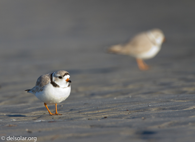 Canon EOS 7D  --  500 mm  --  EF500mm f/4L IS USM  