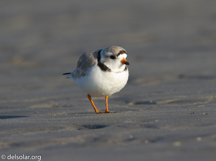 Canon EOS 7D  --  500 mm  --  EF500mm f/4L IS USM  