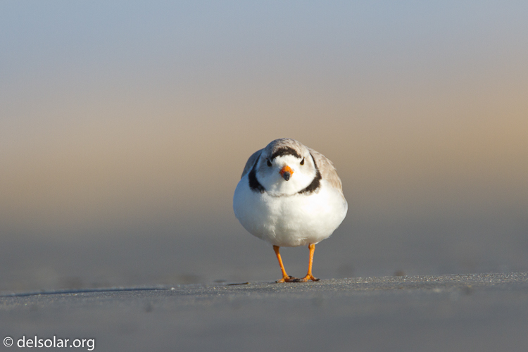 Canon EOS 7D  --  500 mm  --  EF500mm f/4L IS USM  