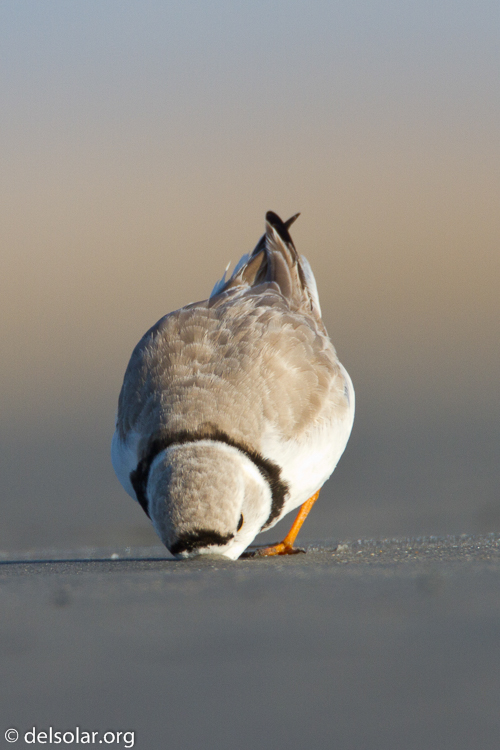 Canon EOS 7D  --  500 mm  --  EF500mm f/4L IS USM  