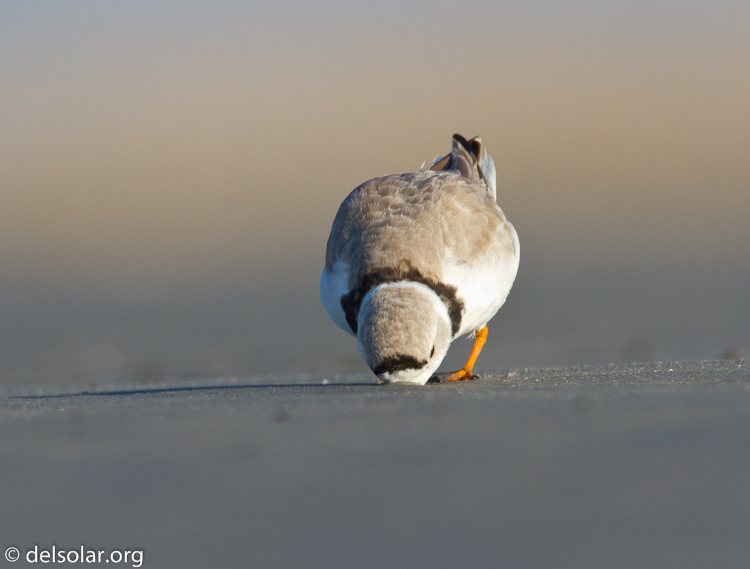 Canon EOS 7D  --  500 mm  --  EF500mm f/4L IS USM  