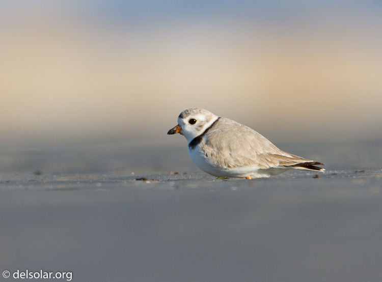 Canon EOS 7D  --  500 mm  --  EF500mm f/4L IS USM  