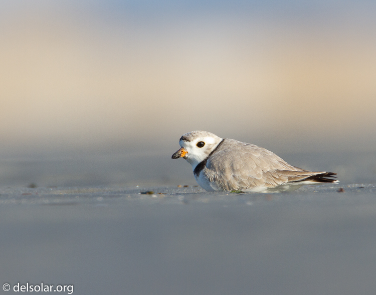 Canon EOS 7D  --  500 mm  --  EF500mm f/4L IS USM  