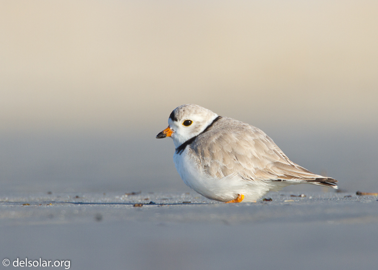 Canon EOS 7D  --  500 mm  --  EF500mm f/4L IS USM  