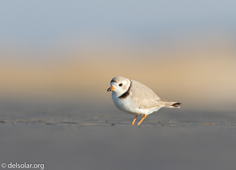 Canon EOS 7D  --  500 mm  --  EF500mm f/4L IS USM  