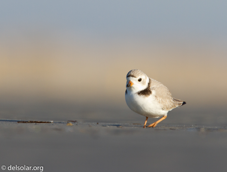 Canon EOS 7D  --  500 mm  --  EF500mm f/4L IS USM  