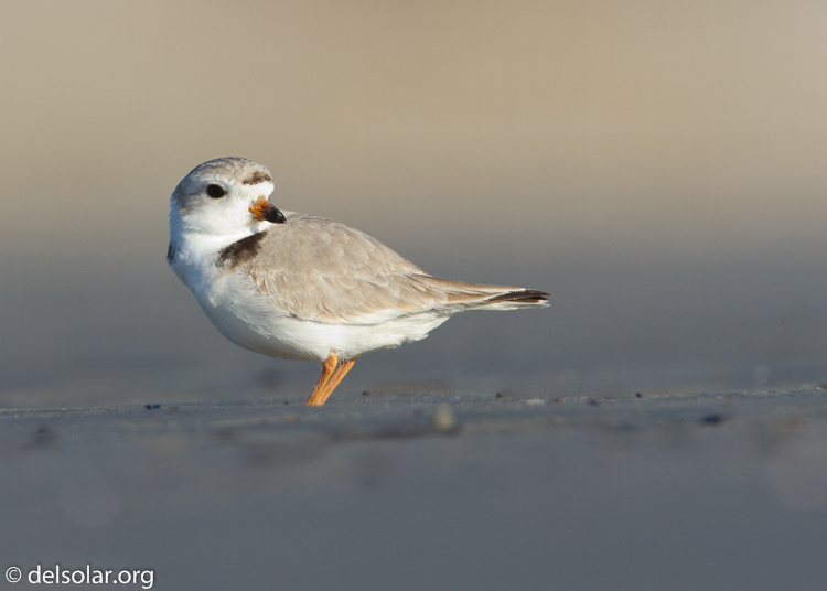 Canon EOS 7D  --  500 mm  --  EF500mm f/4L IS USM  