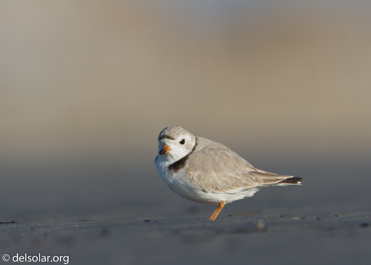 Canon EOS 7D  --  500 mm  --  EF500mm f/4L IS USM  