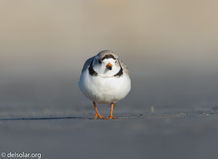 Canon EOS 7D  --  500 mm  --  EF500mm f/4L IS USM  