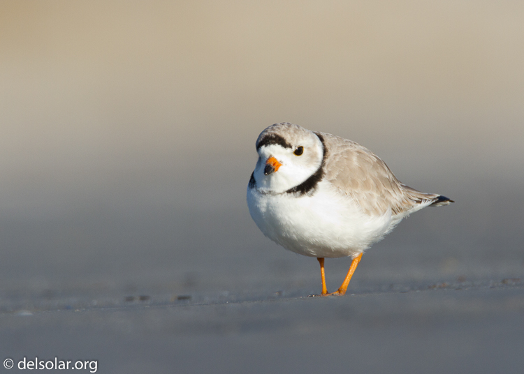 Canon EOS 7D  --  500 mm  --  EF500mm f/4L IS USM  