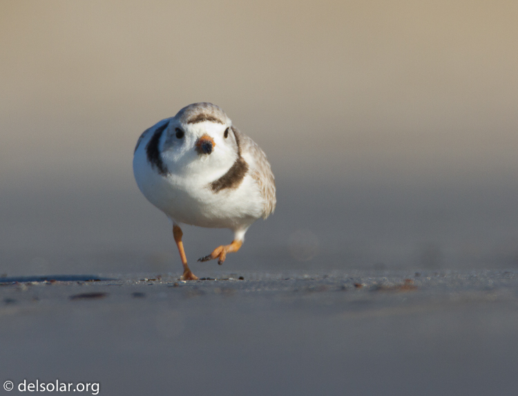 Canon EOS 7D  --  500 mm  --  EF500mm f/4L IS USM  