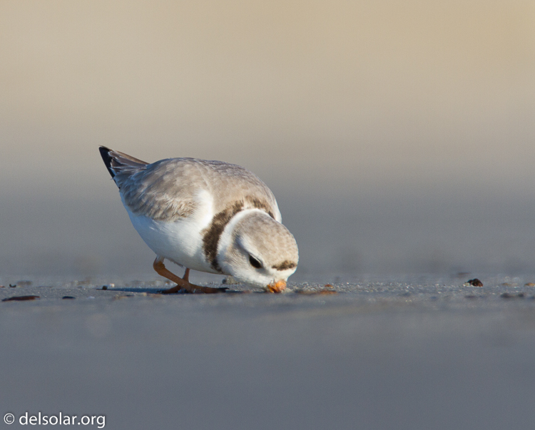 Canon EOS 7D  --  500 mm  --  EF500mm f/4L IS USM  