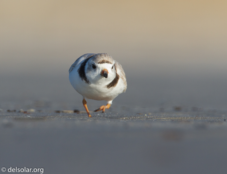 Canon EOS 7D  --  500 mm  --  EF500mm f/4L IS USM  