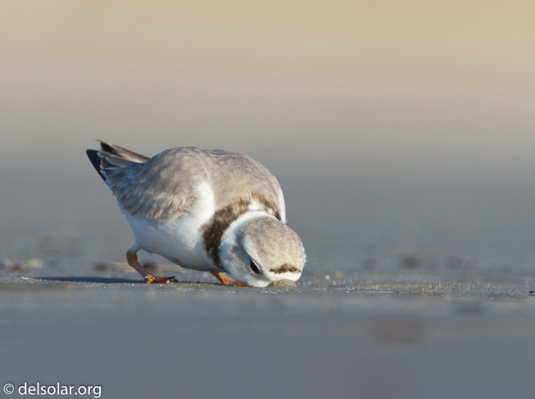 Canon EOS 7D  --  500 mm  --  EF500mm f/4L IS USM  